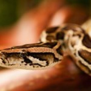 Learn Basics of Python like a Baby