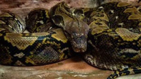 Python for Absolute Beginners - 2020 - (2.Part)