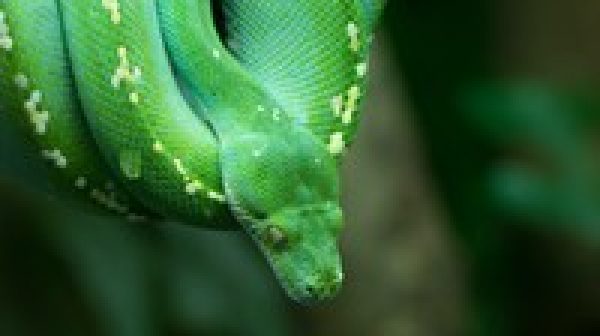 Python for Absolute Beginners - 2020 - (1.Part )